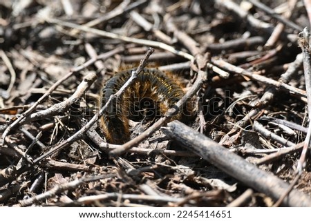 a brown hairy worm on the forest floor
