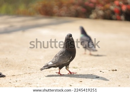 Indian Pigeon OR Rock Dove - The rock dove, rock pigeon, or common pigeon is a member of the bird family Columbidae. In common usage, this bird is often simply referred to as the "pigeon".