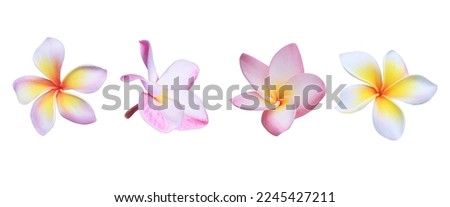 Plumeria or Frangipani or Temple tree flower. Collection of pink plumeria flowers isolated on white background. Royalty-Free Stock Photo #2245427211