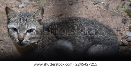 Beautiful image of a grey cat