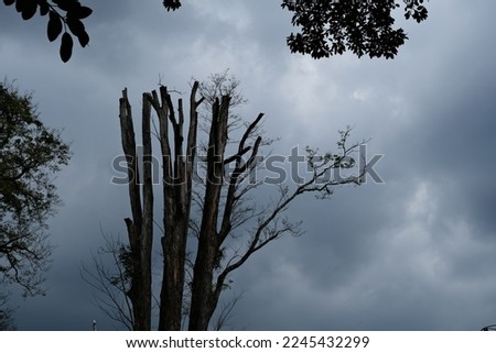 Silhouette of dead tree against gloomy sky