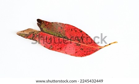 Isolated picture of a leaf off a Gum tree