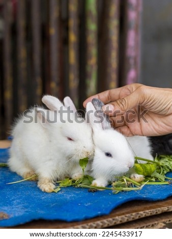 Sale of a living white rabbit or bunny at a traditional farmers market in Bogor, Indonesia