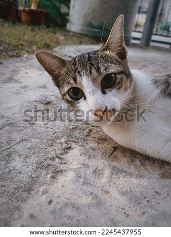 Cat face staring, Concrete floor.