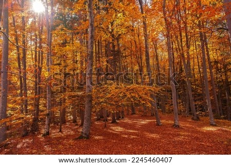 Autumn beech forest with sun rays among yellow leaves. Golden bright mystical mysterious landscape with fabulous trees. A journey through the forest. Beauty of nature. Natural background for design.