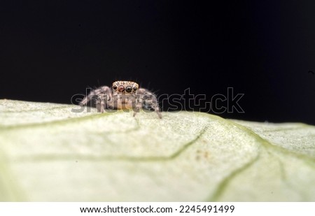 Jumping spider high magnification Extreme macro photography.