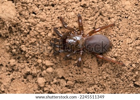 Trapdoor spider,  Idiops nilgiri, Satara, Maharashtra, India