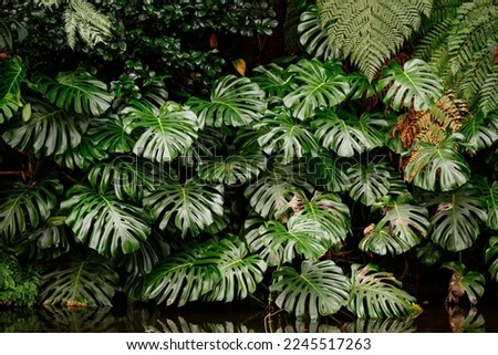 Tropical plant wall background with monstera leaves. Lush green foliage. Large monstera deliciosa and fern leaves growing wild in tropical climate Royalty-Free Stock Photo #2245517263