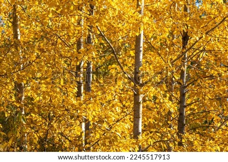 Colorful leaves of Common aspen trees during an autumn foliage on a sunny evening in Estonia, Northern Europe Royalty-Free Stock Photo #2245517913
