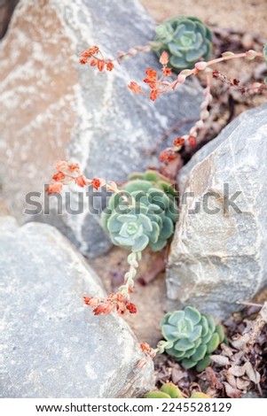 Succulent Plant Blooming between rocks Royalty-Free Stock Photo #2245528129