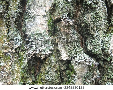  texture birch bark close-up with green moss                              