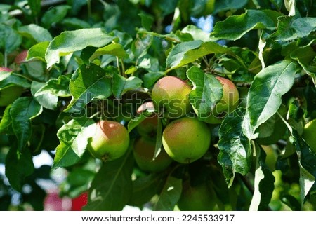 apple tree branches with green apples ripening in the garden close-up