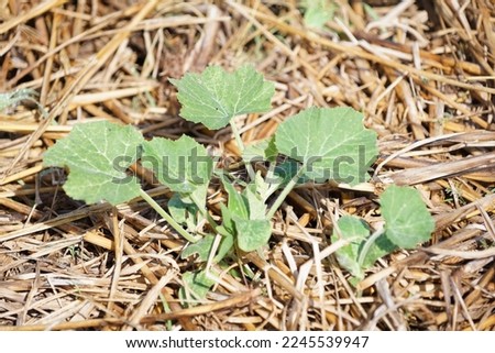 A green cucumber tree growing on the ground covered with rice straw.