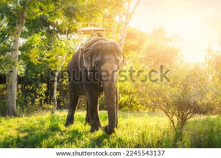 Asian Elephant in Thailand, Asian Elephants in Chiang Mai. Elephant Nature Park, Thailand. Female elephant standing on nature background.