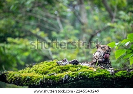 the closeup image of a  Javan leopard (Panthera pardus melas) lick the paw on the rock.
It is a leopard subspecies confined to the Indonesian island of Java. It has been listed as Endangered. 