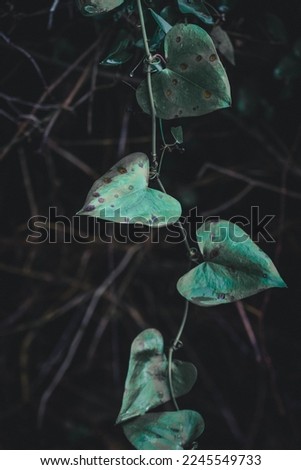 Heart-shaped dark green leaves. In autumn in a forest in Alentejo, Portugal.Heart-shaped dark green leaves. In autumn in a forest in Alentejo, Portugal.
