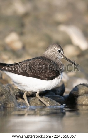 sandpiper on the river bank 