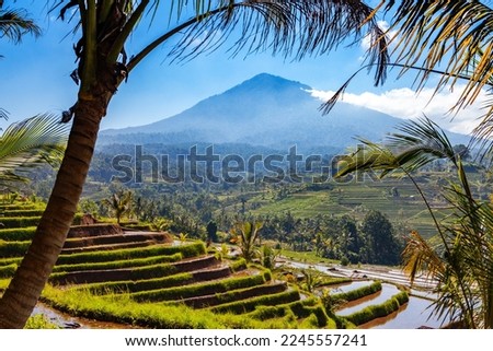 panoramic view of balinese rice terraces fields plantations with volcano in bali indonesia Royalty-Free Stock Photo #2245557241