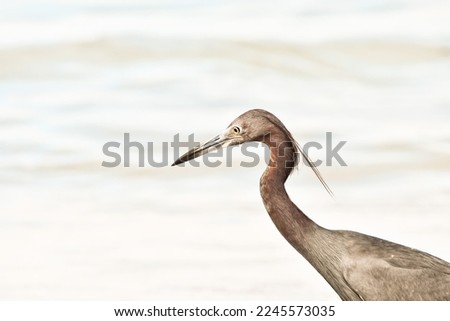 great blue heron on the beach, photo as a background, digital image