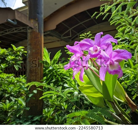 Cattleya intermedia Plant. Flowering orchids in the garden, growing on the trunk of the trees. Epiphyte flowers.

