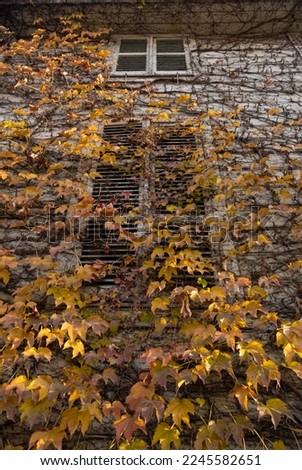A vine tree and leaves surrounding a building. autumn concept, ivy clinging to the window