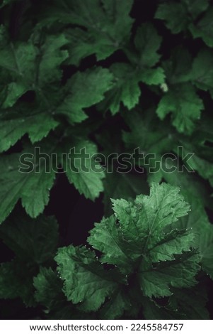Green foliage closeup, natural background