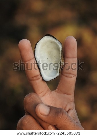 A hand is holding a shell showing peace and victory example by its finger.