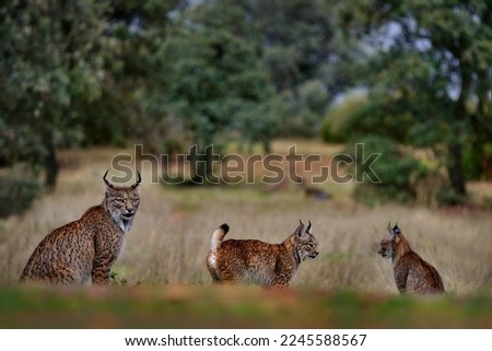 Iberian lynx, Lynx pardinus, mother with two young kitten, wild cat endemic to Iberian Peninsula in southwestern Spain in Europe. Rare cat walk in the nature habitat. Lynx family, nine month old cub. Royalty-Free Stock Photo #2245588567