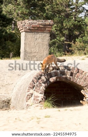 Red Fox Standing on A Bunker from World War Two in A National Park