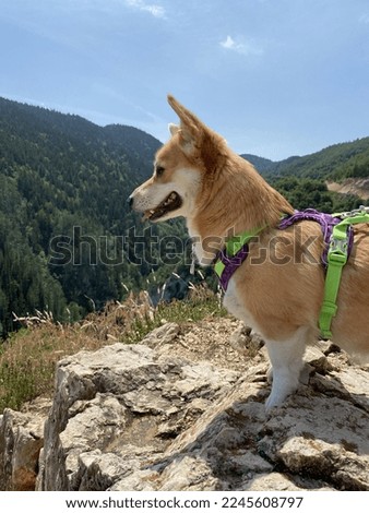 A corgi dog in nature. Serbian National Park Royalty-Free Stock Photo #2245608797