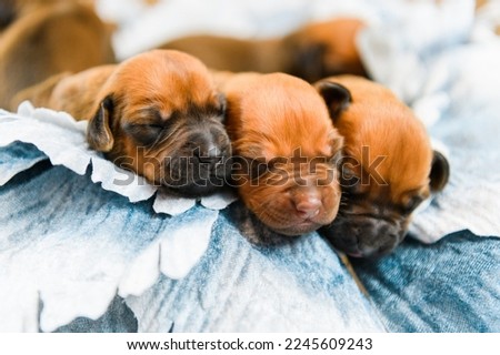 Cute newborn rhodesian ridgeback puppies sleeping together on flower decor Royalty-Free Stock Photo #2245609243