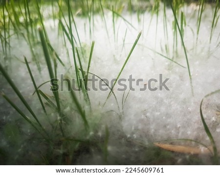 Poplar fluff lying in the grass, covering the ground
