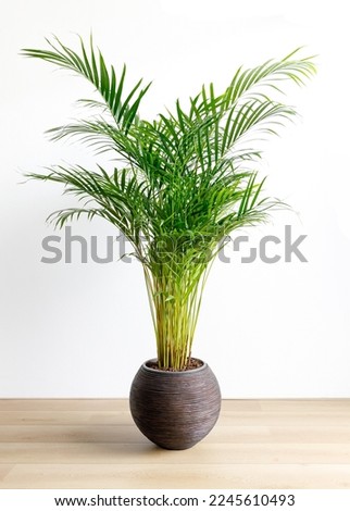 tropical houseplant giant Areca in a large brown pot in front of a white wall, copy space Royalty-Free Stock Photo #2245610493