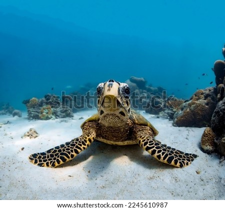 Magnificent large ocean turtle, sitting on the sandy bottom next to coral mounds close-up