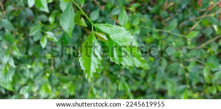 Green leaves of Acalypha siamensis for greenery background.