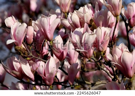 Magnolia tree pink flowers at spring in sunshine