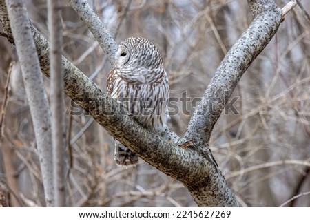 Barred Owl perched in a snowy boreal forest, Quebec, Canada.