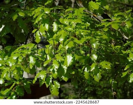 Quercus macranthera, commonly called the Caucasian oak. Borjomi-Kharagaui National Park, Georgia, Caucasus