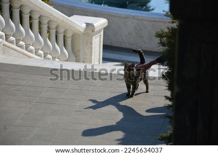 A man caressing a cat in a park, shadows