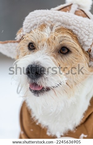 Portrait of the muzzle of a Jack Russell Terrier in a hat with earflaps and a brown jacket. Snowing. Blur for inscription.