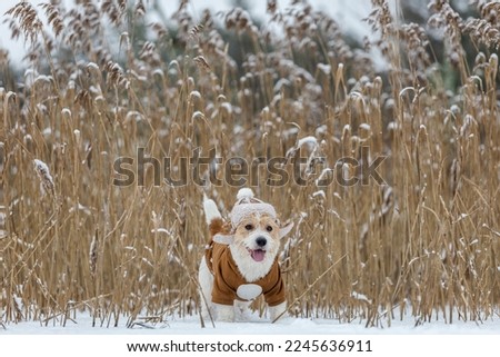 Jack Russell Terrier in a hat with earflaps and a brown jacket stands in a thicket of reeds in winter. Snowing. Blur for inscription.