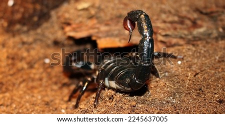 scorpion Pandinus imperator in the terrarium