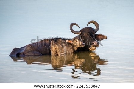 Asian water buffalo (Bubalus bubalis migona) in the water with a Royalty-Free Stock Photo #2245638849