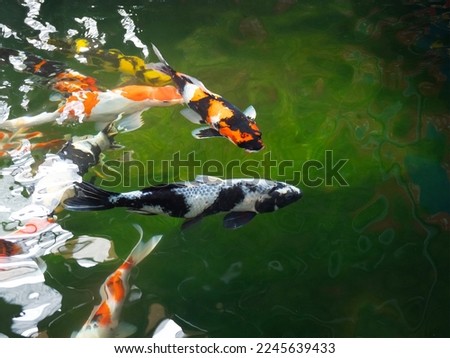 Fancy carp or Koi swimming in green farm pond with water reflection. 