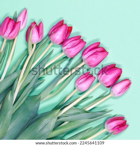 Tulip bouquet. Pink tulips on green pastel background with copy space. Gorgeous tulips for holidays. Top view.