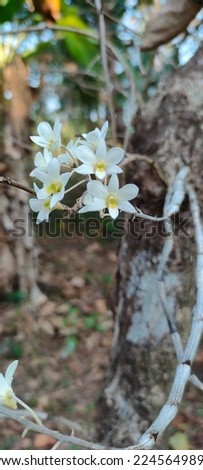 white small flowers on a plant . Orchid flower on a tree. yellow mark in the centre of a small white flower. vertical picture of orchid flower.