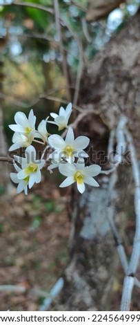 white small flowers on a plant . Orchid flower on a tree. yellow mark in the centre of a small white flower. vertical picture of orchid flower.