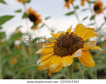 The withered sunflower petals are ready to wither, leaving only the seeds.  Sunflowers are ornamental plants with large, beautiful yellow flowers.