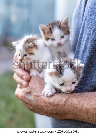 An old grandfather is holding three kittens in his arms in the garden Royalty-Free Stock Photo #2245652545