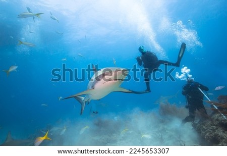 Carribean reef sharks and divers in clear sea water.
Bahamas.